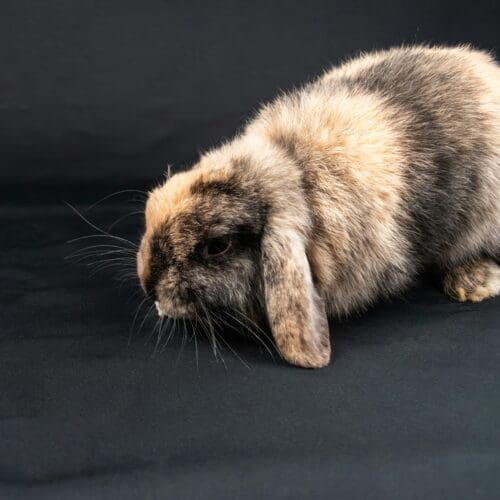 Pet rabbit on a gray table