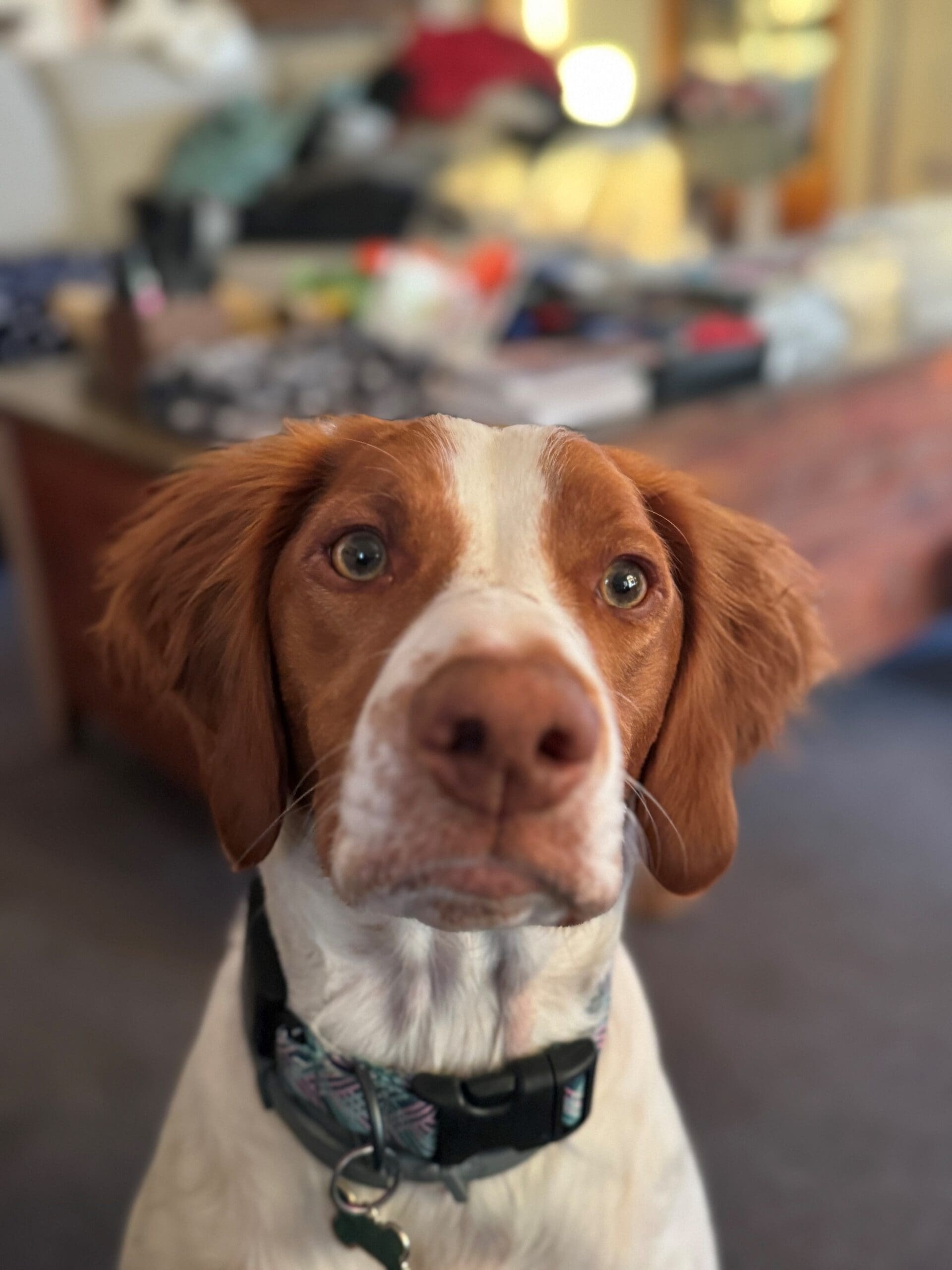 Assisted Pet Therapy with Sara and Eleanor at Men's Group